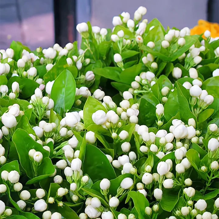 ⏳Limited Time Deal! 50% OFF — 🌸 Double Jasmine Seeds