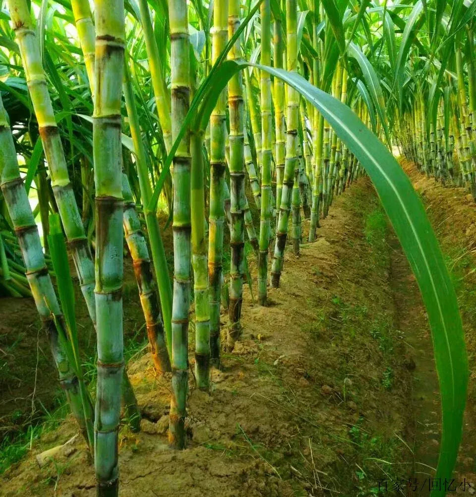 🌱 Grow Your Own Sugarcane – High Germination Seeds ✨ for Easy Home Gardens 🌿!