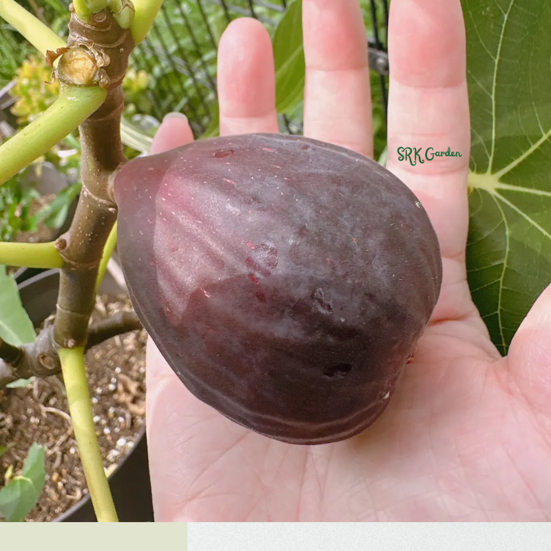 Fignomenal Fig Tree - Dwarf Fig Tree - Live Tree Plant