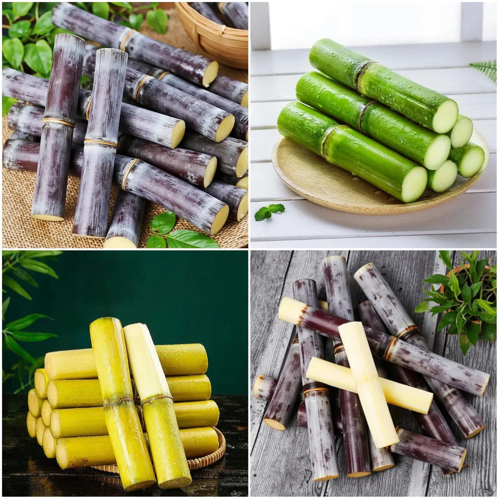 🌱 Grow Your Own Sugarcane – High Germination Seeds ✨ for Easy Home Gardens 🌿!