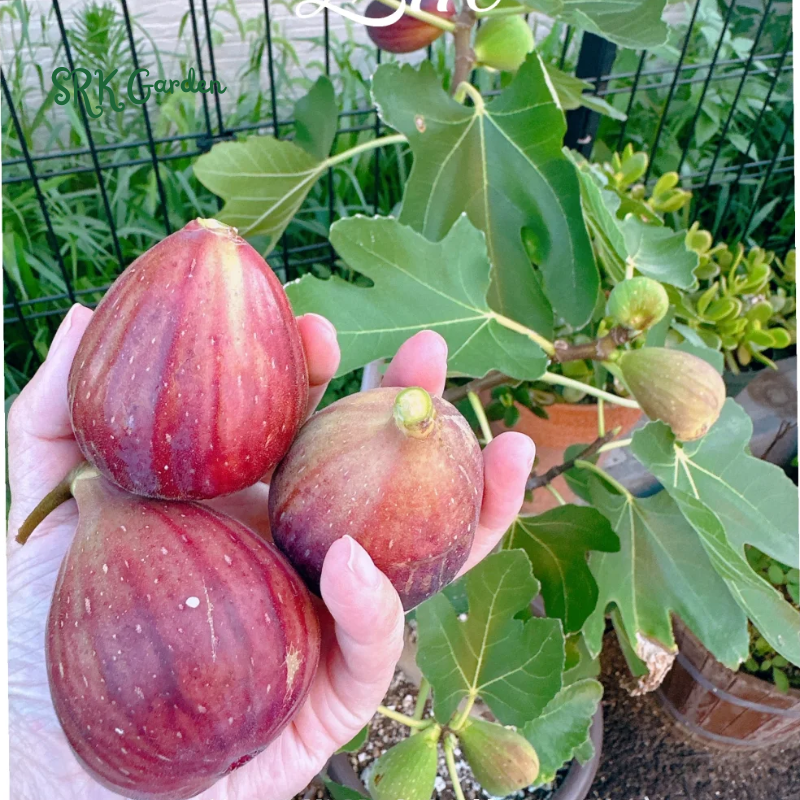 Fignomenal Fig Tree - Dwarf Fig Tree - Live Tree Plant