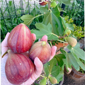 Fignomenal Fig Tree - Dwarf Fig Tree - Live Tree Plant