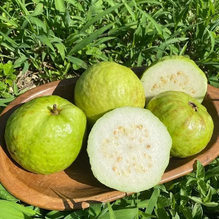 🔥Hot Sale💚 Organic Guava Seeds🌱 Easy Grow