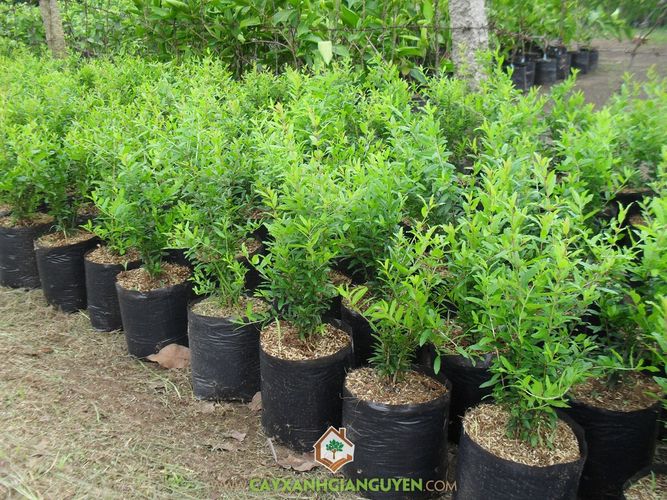 Sirenevyi Pomegranate Live Plant - Exotic Fruit-Bearing Plant, Hardy Pomegranate Tree, Tropical Garden
