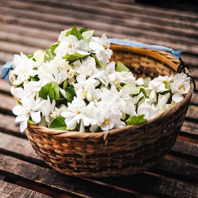 ⏳Limited Time Deal! 50% OFF — 🌸 Double Jasmine Seeds