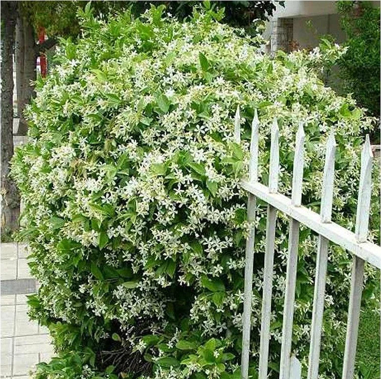 ⏳Limited Time Deal! 50% OFF — 🌸 Double Jasmine Seeds