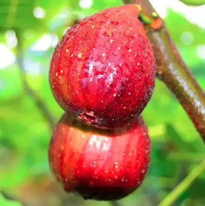 Fignomenal Fig Tree - Dwarf Fig Tree - Live Tree Plant
