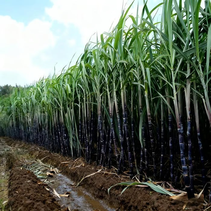 🌱 Grow Your Own Sugarcane – High Germination Seeds ✨ for Easy Home Gardens 🌿!