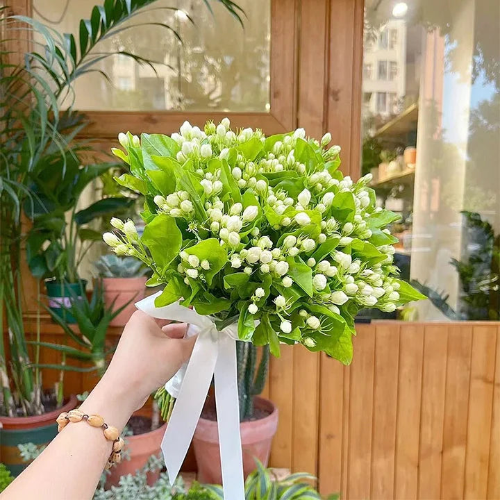 ⏳Limited Time Deal! 50% OFF — 🌸 Double Jasmine Seeds