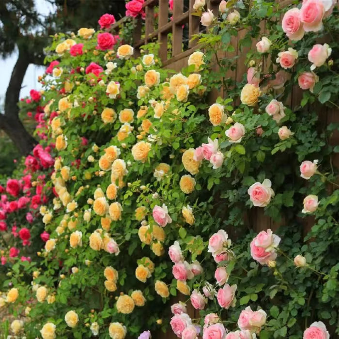 🎁Last Day Promotion 49% OFF🔥100 Mix Climbing Rose Multiflora Seeds for Planting Outdoors Fragrant Butterfly Flower Seeds
