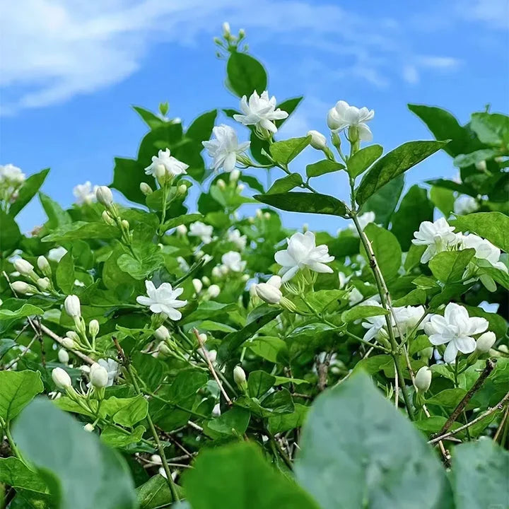 ⏳Limited Time Deal! 50% OFF — 🌸 Double Jasmine Seeds