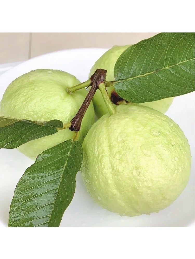 🔥Hot Sale💚 Organic Guava Seeds🌱 Easy Grow