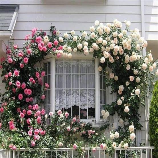 🎁Last Day Promotion 49% OFF🔥 Climbing Vine Rose Flower Seeds🌹