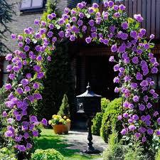 🎁Last Day Promotion 49% OFF🔥 Climbing Vine Rose Flower Seeds🌹