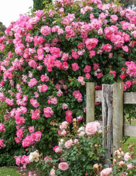 🎁Last Day Promotion 49% OFF🔥 Climbing Vine Rose Flower Seeds🌹
