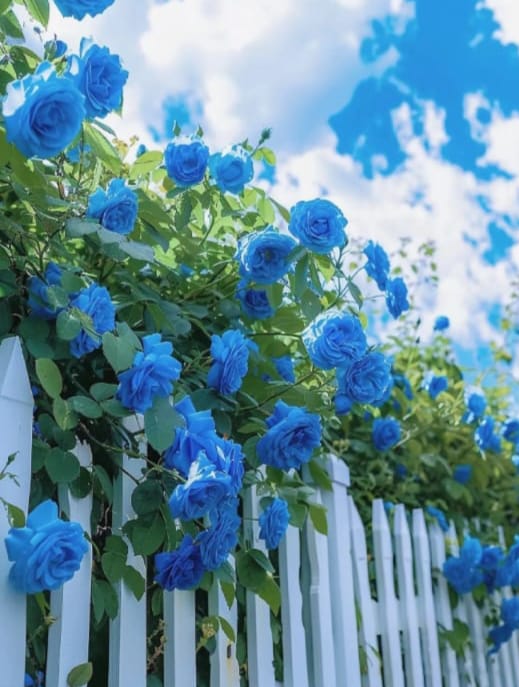 🎁Last Day Promotion 49% OFF🔥 Climbing Vine Rose Flower Seeds🌹