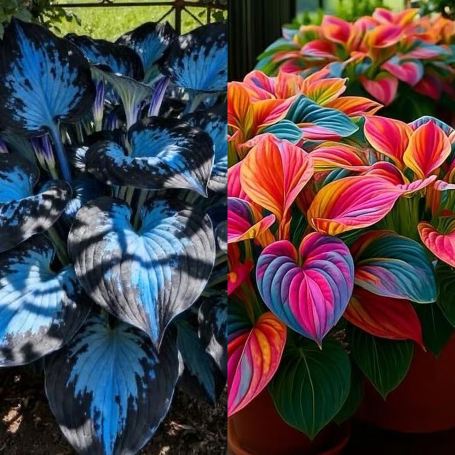 🔥Last day clearance🔥Premium Rare Hosta Seeds🌿Shade-Tolerant Plant