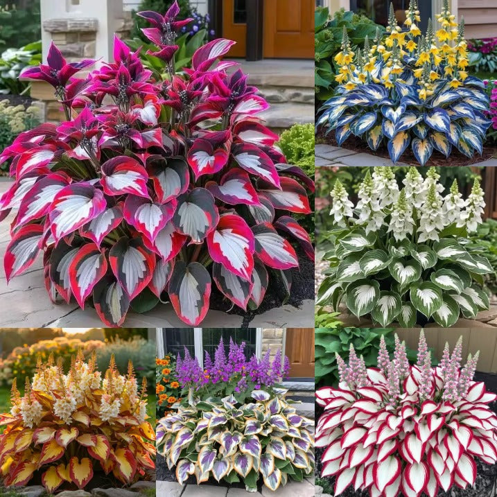 🔥Last day clearance🔥Premium Rare Hosta Seeds🌿Shade-Tolerant Plant