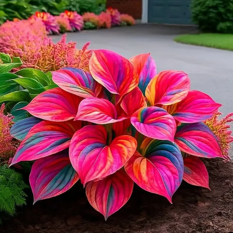 🔥Last day clearance🔥Premium Rare Hosta Seeds🌿Shade-Tolerant Plant