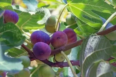 Fignomenal Fig Tree - Dwarf Fig Tree - Live Tree Plant