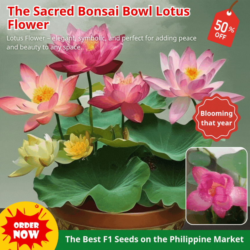 🌸【7 days germination】Last Day Sale - 50% OFF💐The Sacred Bonsai Bowl Lotus Flower