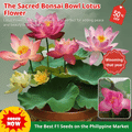 🌸【7 days germination】Last Day Sale - 50% OFF💐The Sacred Bonsai Bowl Lotus Flower
