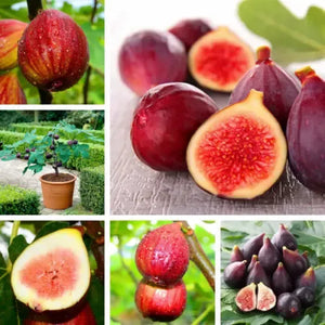 Fignomenal Fig Tree - Dwarf Fig Tree - Live Tree Plant