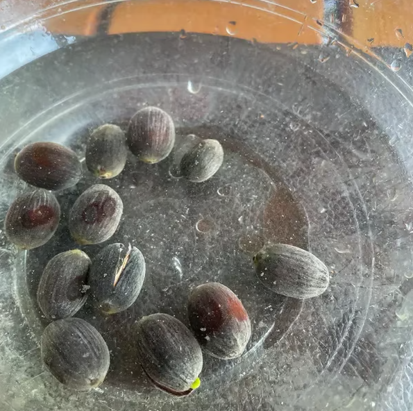 🌸【7 days germination】Last Day Sale - 50% OFF💐The Sacred Bonsai Bowl Lotus Flower
