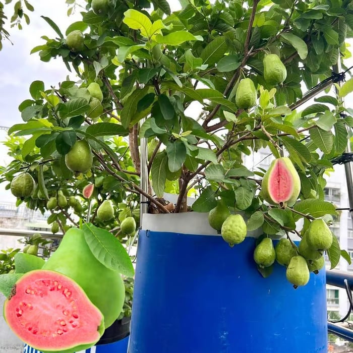🔥Hot Sale💚 Organic Guava Seeds🌱 Easy Grow