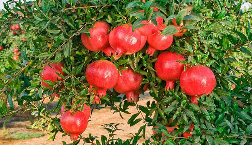 Sirenevyi Pomegranate Live Plant - Exotic Fruit-Bearing Plant, Hardy Pomegranate Tree, Tropical Garden