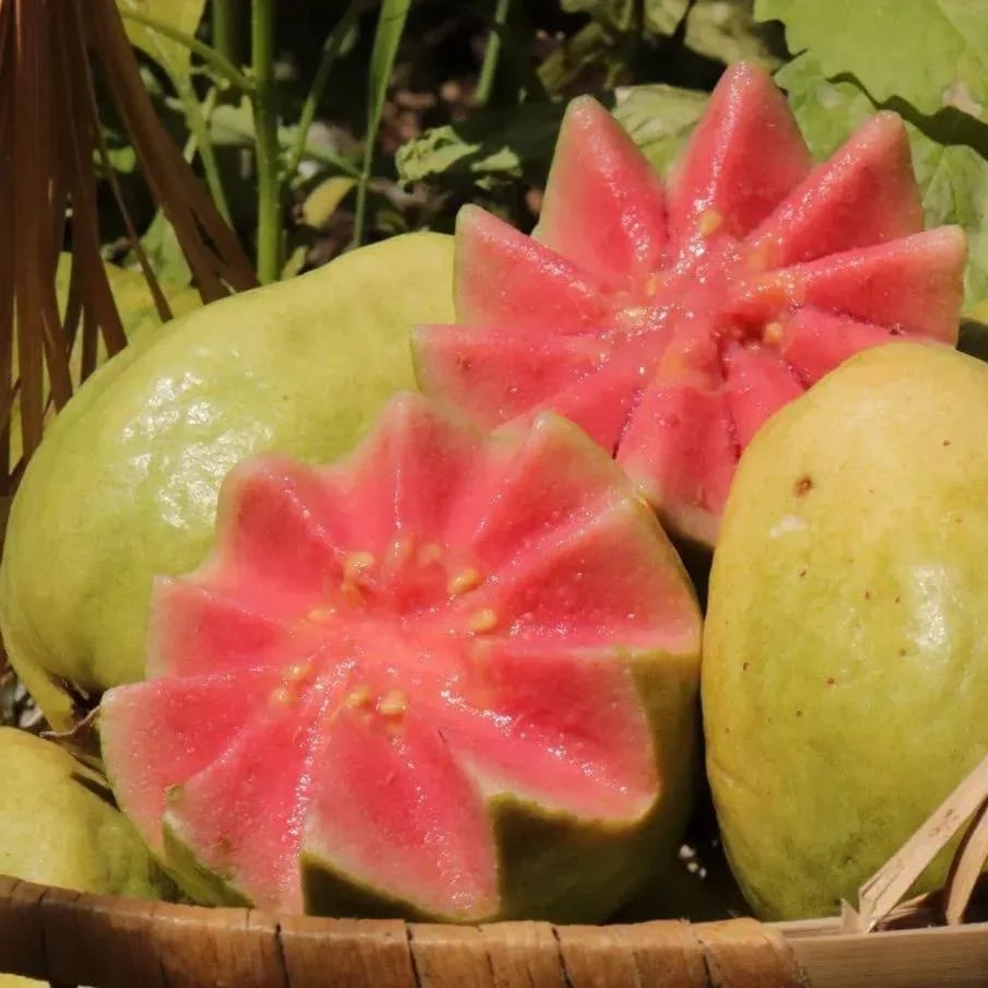 🔥Hot Sale💚 Organic Guava Seeds🌱 Easy Grow