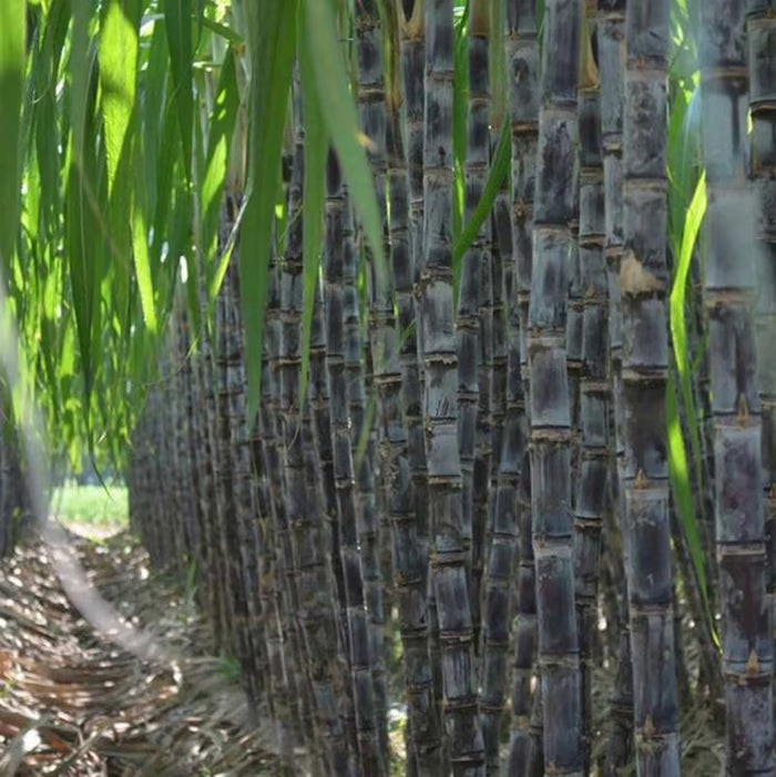 🌱 Grow Your Own Sugarcane – High Germination Seeds ✨ for Easy Home Gardens 🌿!
