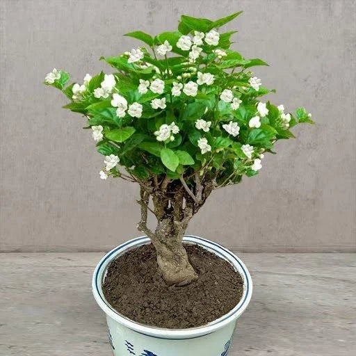 ⏳Limited Time Deal! 50% OFF — 🌸 Double Jasmine Seeds