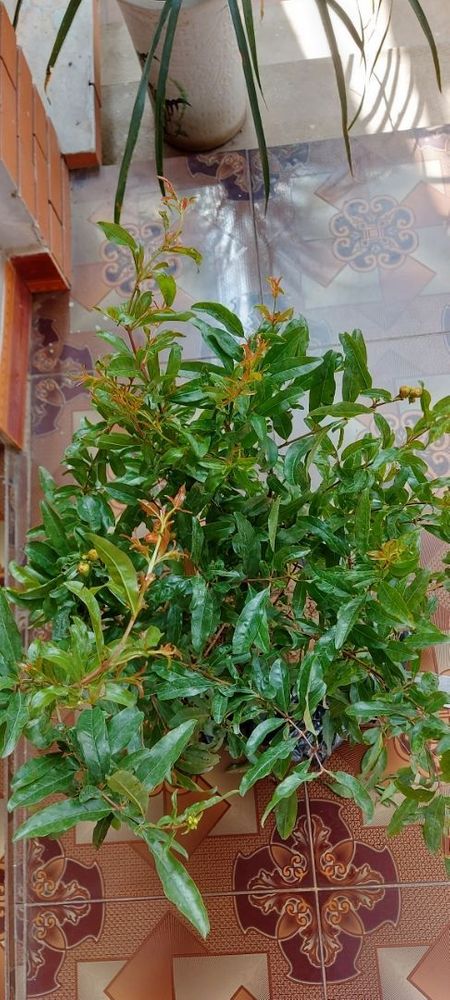 Sirenevyi Pomegranate Live Plant - Exotic Fruit-Bearing Plant, Hardy Pomegranate Tree, Tropical Garden