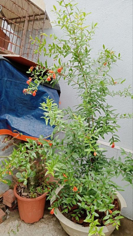 Sirenevyi Pomegranate Live Plant - Exotic Fruit-Bearing Plant, Hardy Pomegranate Tree, Tropical Garden