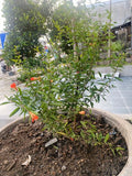 Sirenevyi Pomegranate Live Plant - Exotic Fruit-Bearing Plant, Hardy Pomegranate Tree, Tropical Garden