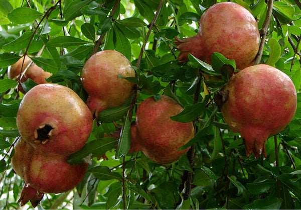 Sirenevyi Pomegranate Live Plant - Exotic Fruit-Bearing Plant, Hardy Pomegranate Tree, Tropical Garden
