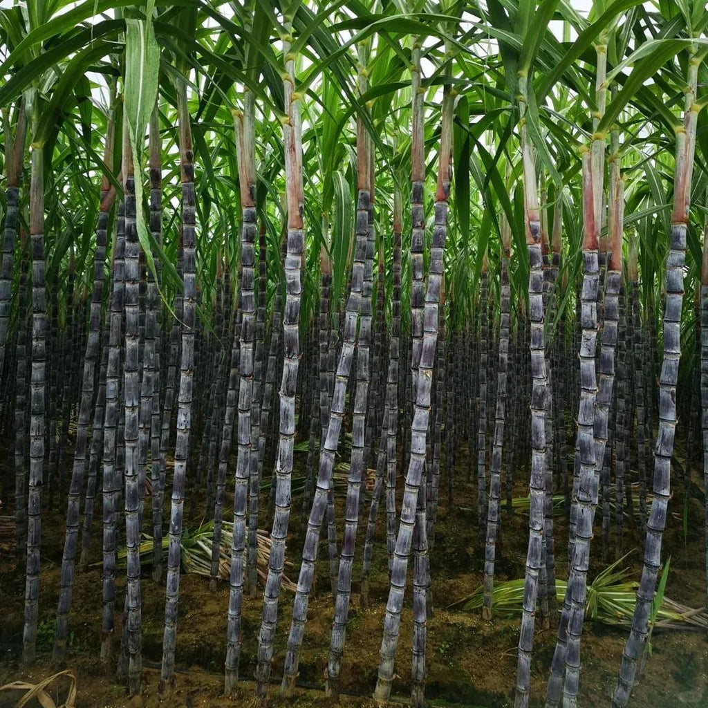 🌱 Grow Your Own Sugarcane – High Germination Seeds ✨ for Easy Home Gardens 🌿!