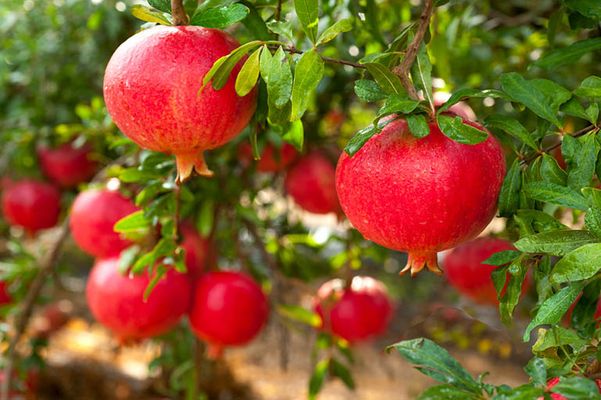 Sirenevyi Pomegranate Live Plant - Exotic Fruit-Bearing Plant, Hardy Pomegranate Tree, Tropical Garden
