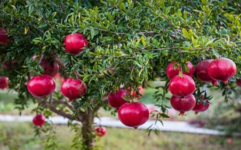 Sirenevyi Pomegranate Live Plant - Exotic Fruit-Bearing Plant, Hardy Pomegranate Tree, Tropical Garden